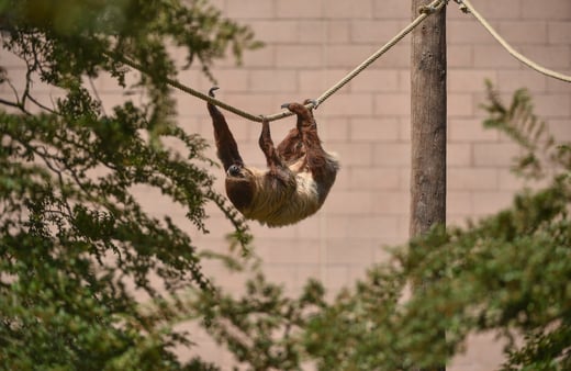 Rico the sloth swings from a rope surrounding by trees at Chester Zoo